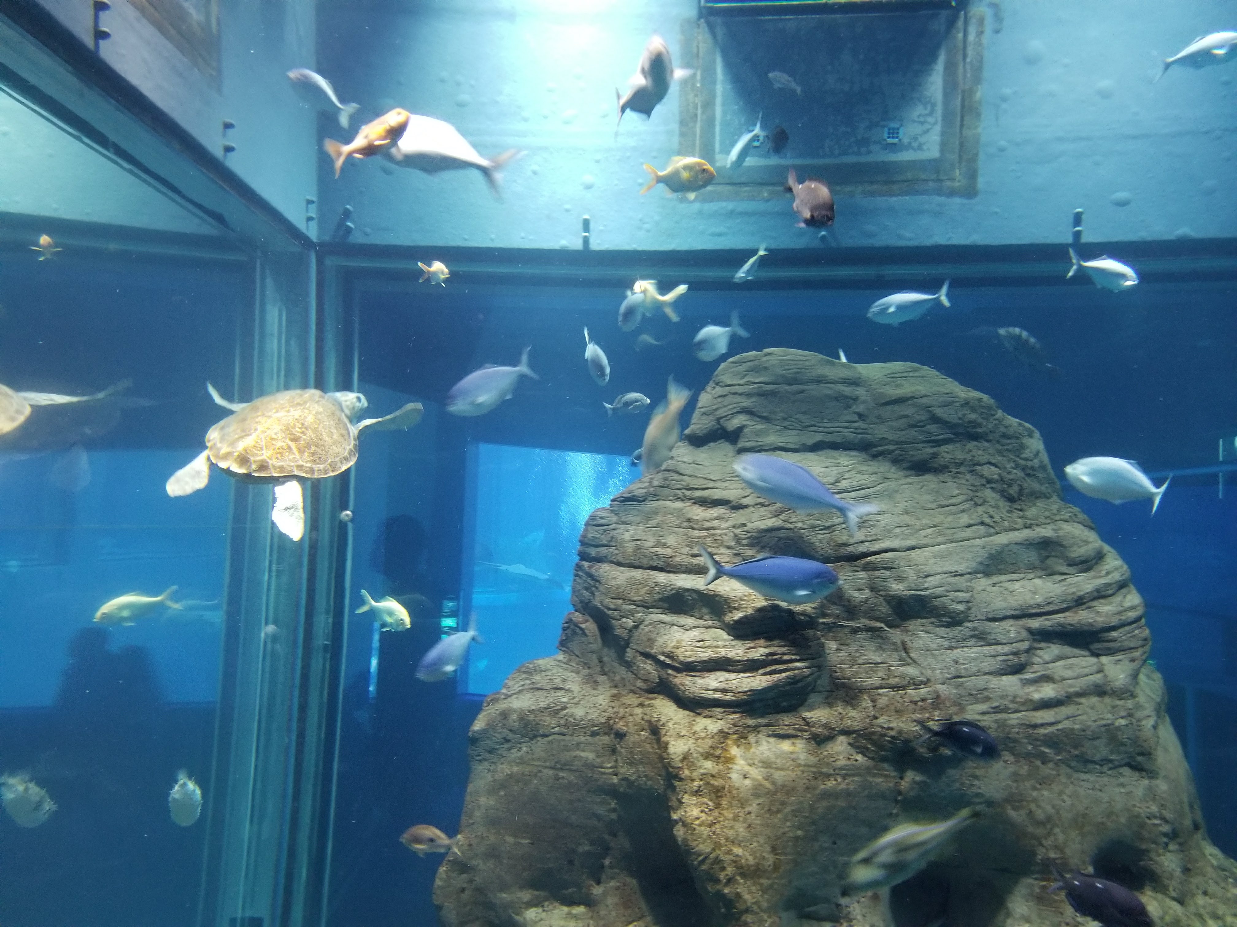 MDC Osaka Aquarium Review