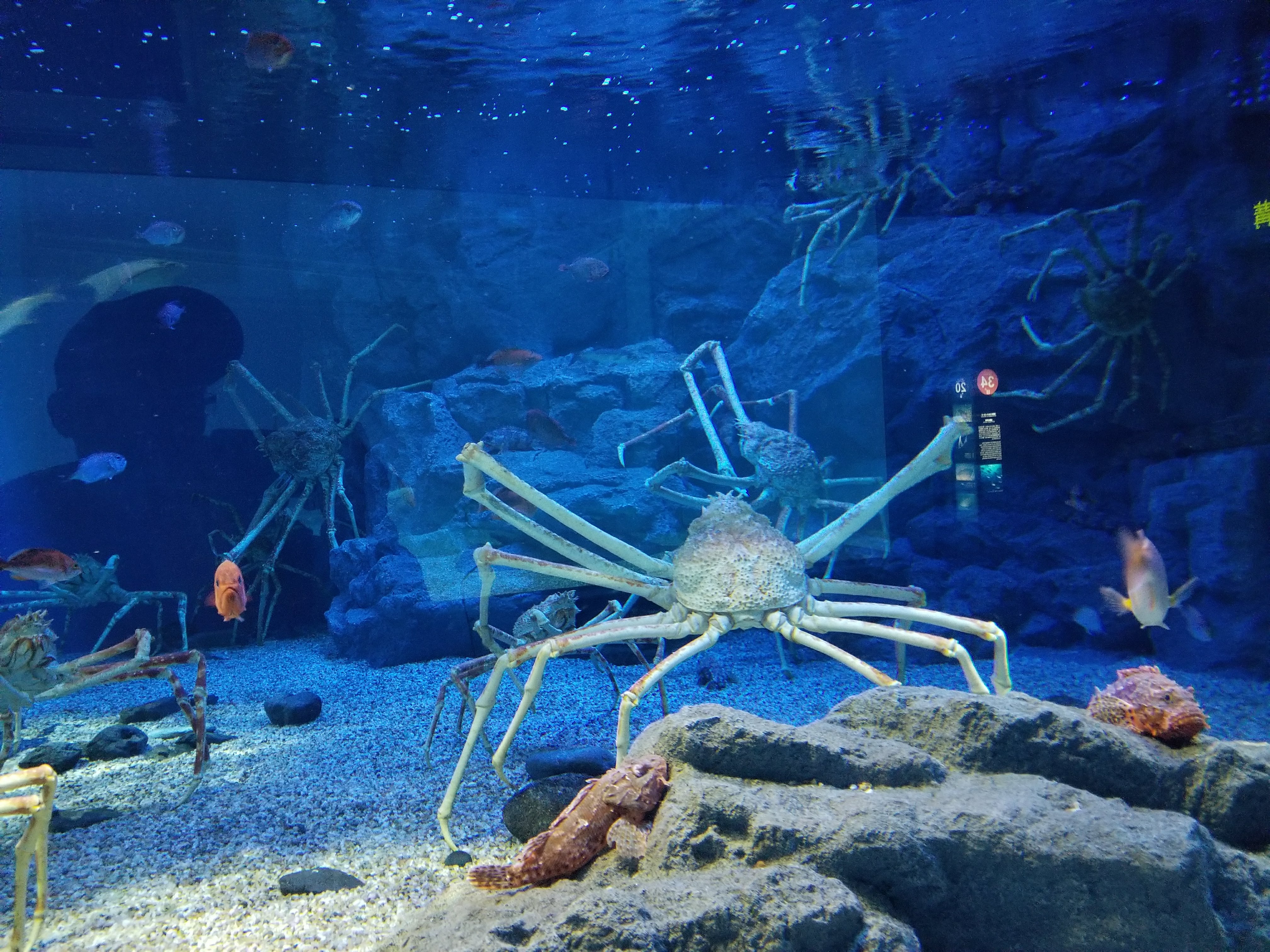 MDC Osaka Aquarium Review