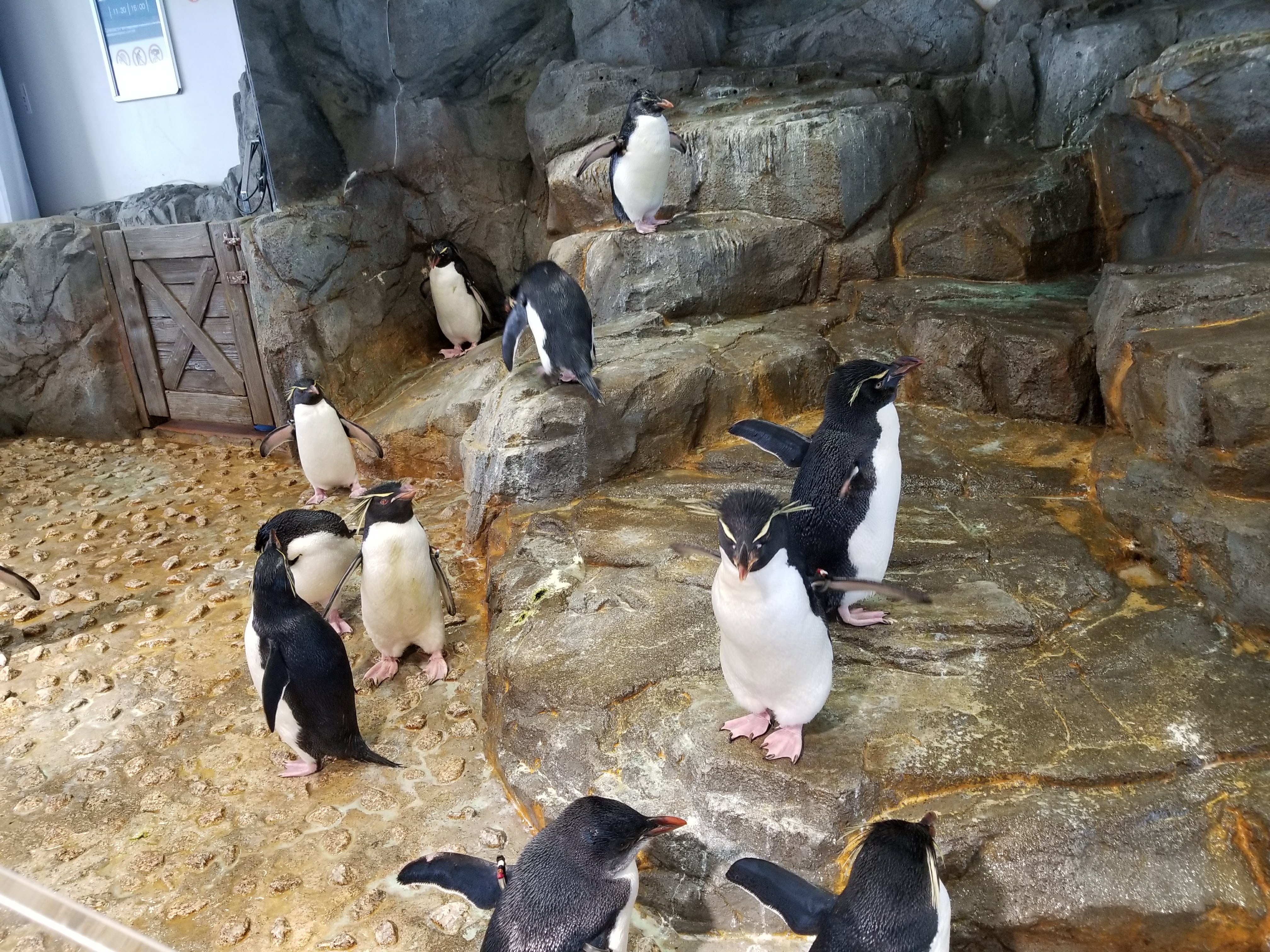 MDC Osaka Aquarium Review