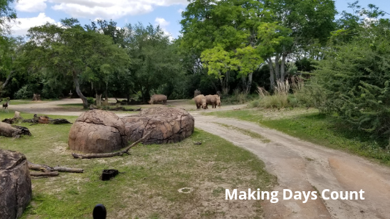 Kilimanjaro Safaris - Animal Kingdom with a baby