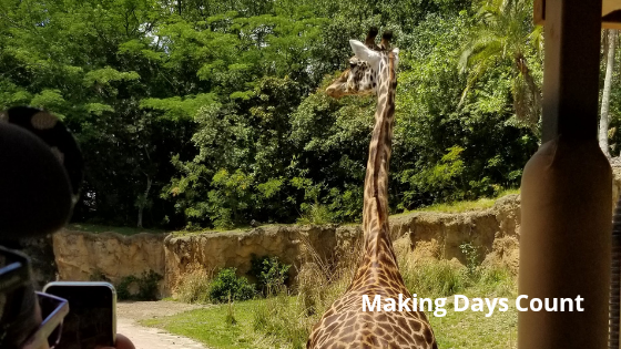 Giraffe at Kilimanjaro Safaris - Animal Kingdom with a baby