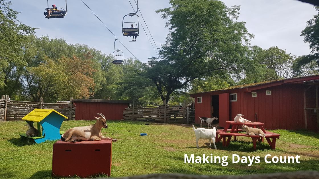 Farm Animals at Toronto Islands