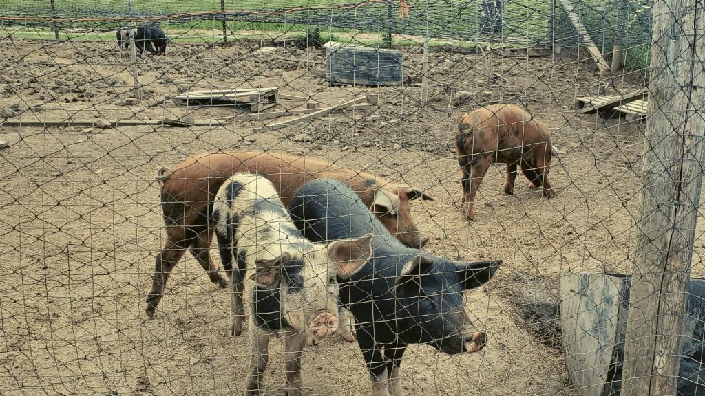 Image of Pigs